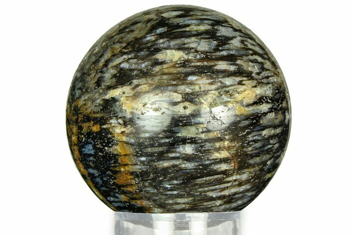 Polished, Black Petrified Palm Root Sphere - Indonesia #311559